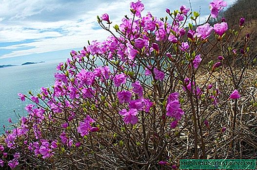 Lejano Oriente Rhododendron Daurian