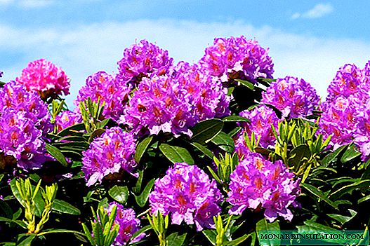 Rhododendron: Was ist es, wie viel blüht es in der Zeit