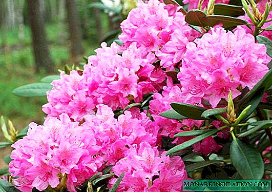 Rhododendron La Haye (Haaga): description, atterrissage et soins