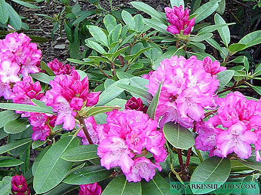 Rododendron Helliki: Opis