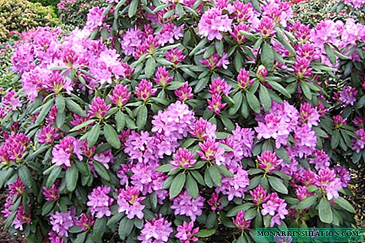 Rhododendron Katevbin Grandiflorum
