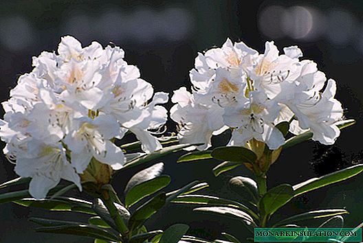 Kaukasischer Rhododendron in den Bergen: wenn er blüht