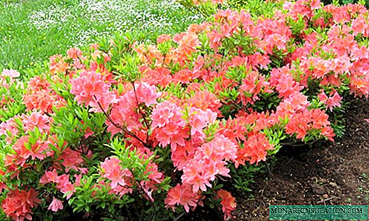 Lövfällande rododendron: sorter, plantering och vård