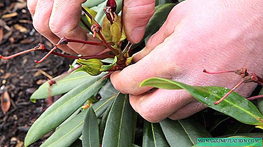Rhododendron has faded: what to do next