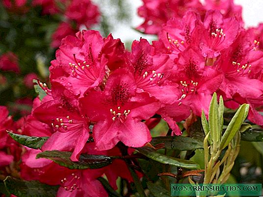 Rhododendron: plantation et entretien en pleine terre