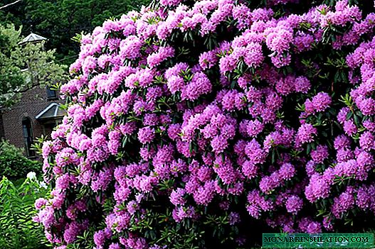 Rododendro Roseum Elegans