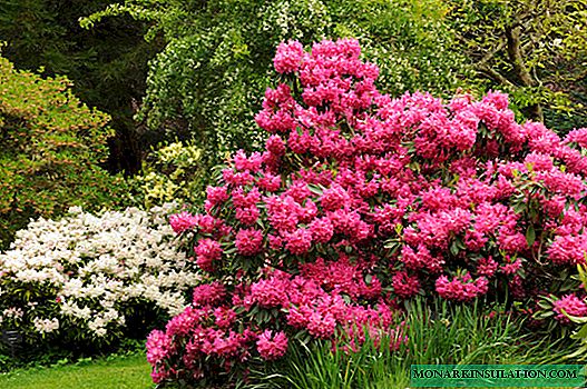 Rododendro rosa híbrido