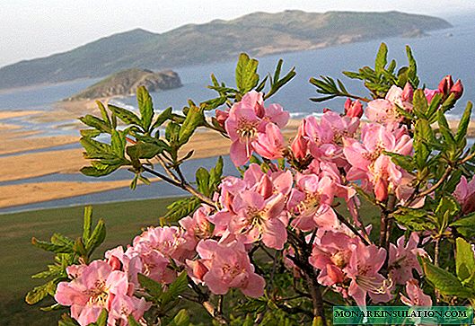 Schlippenbach Rhododendron Beskrivelse