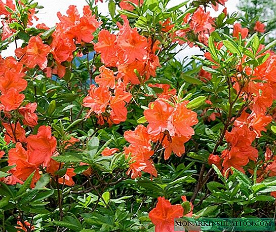 Saumon japonais Rhododendron