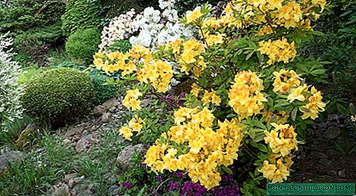 Rhododendron yellow: deciduous, Pontic azalea