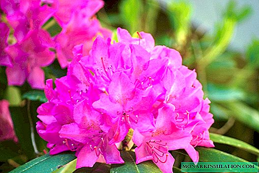 Rododendrons in de Oeral: zorg en landing