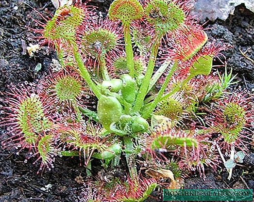 Dewdrop - a predatory plant, home care