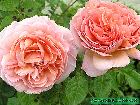 Rosa Abraham Darby - Descrição de uma flor varietal