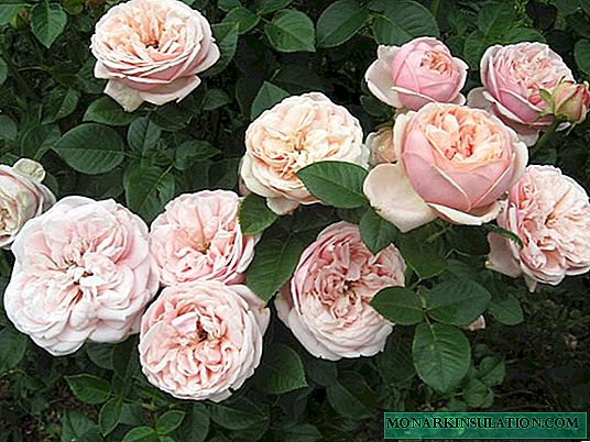 Rosa Aphrodite (Aphrodite) - description de la variété