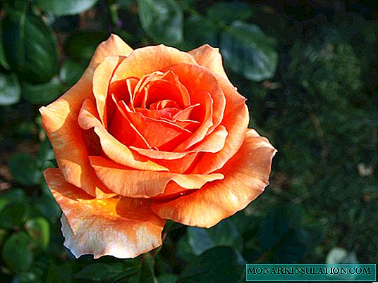 Rosa Ashram - Descripción de un cultivo de floración