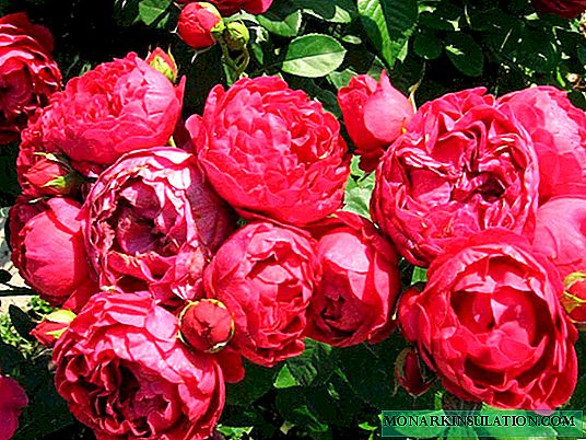 Rose Ascot (Ascot) - quel genre, caractéristiques