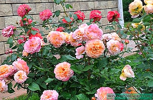 Rose Augusta Luise - karakteristik varietas