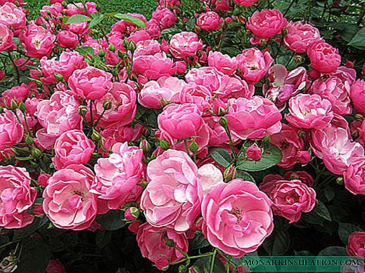 Rosa Ballerina and other musky varieties with description