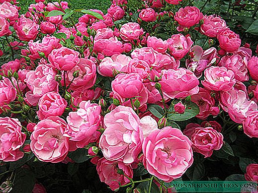 Rosa bailarina y otras variedades almizcladas con descripción