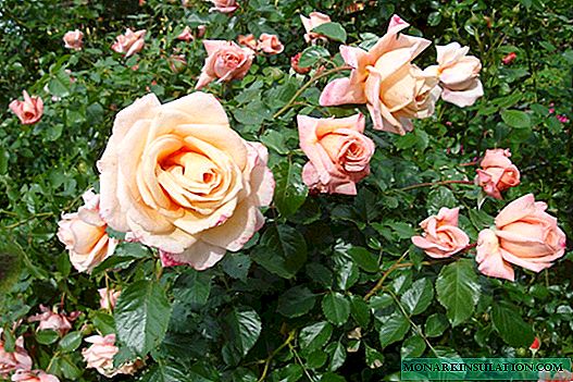 Rosa Barok (Barock) - a description of the German variety