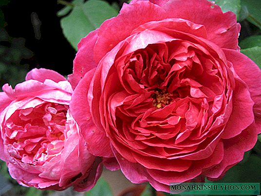 Rose Benjamin Britten - uma descrição da variedade inglesa