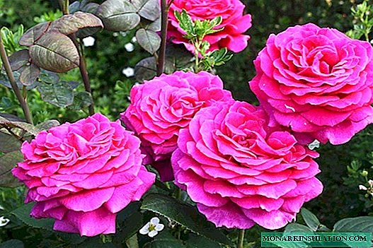 Rosa grande roxo (grande roxo) - uma descrição da planta varietal