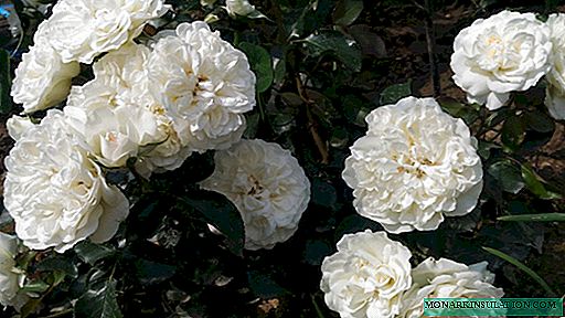Rosa Blanc Meillandecor - đặc trưng văn hóa