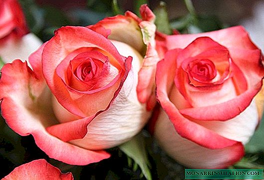 Rose Blush (Blush) - descripción y características de la variedad