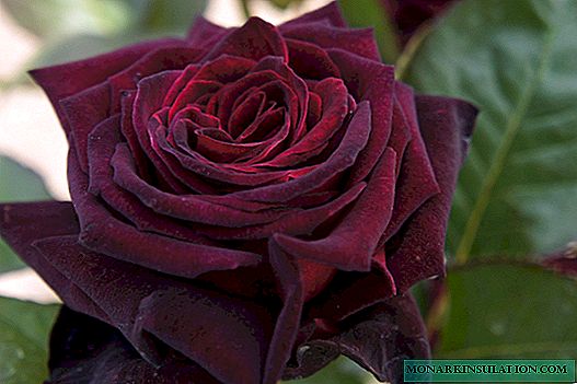 Rose Black Baccara (Black Baccara) - veislės aprašymas
