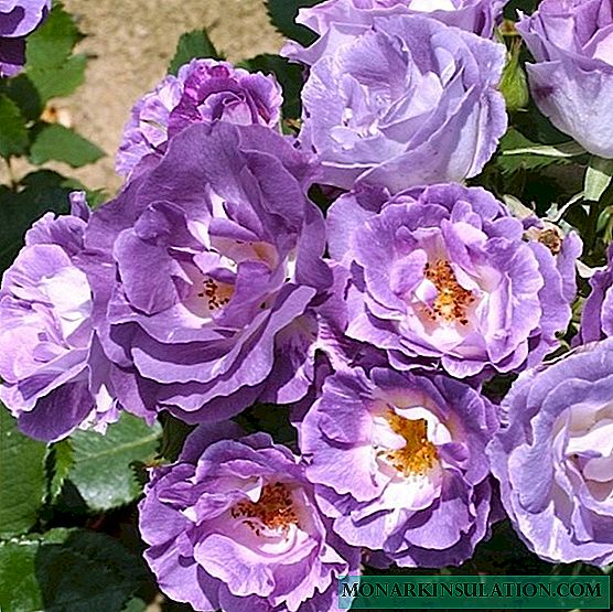 Rosa Blue for you (azul para você) - características onde é melhor plantar