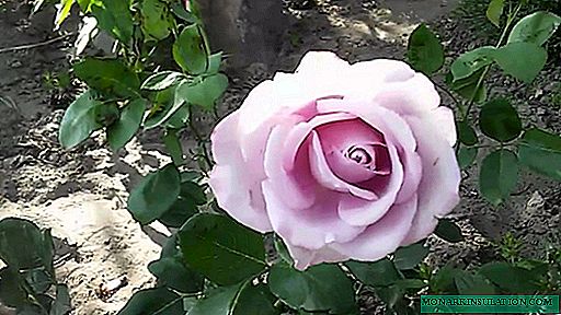 ローズブルームーン（ブルームーン）-元の色の花の説明