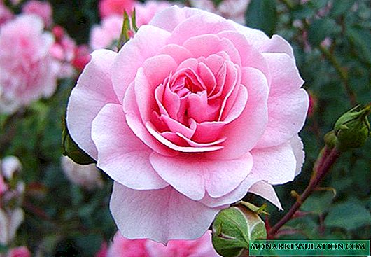 Rose Bonica (Bonica) - was für eine Floribunda ist das?
