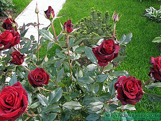Rose Black magic (magie noire) - quelle est cette variété rare, description