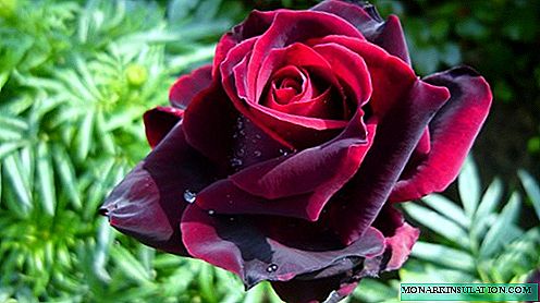 Rose Black Prince - popis stupně
