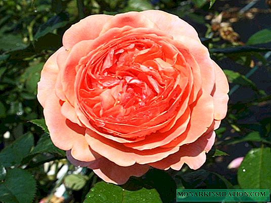 Rosa Chippendale (Chippendale) - características de arbustos varietais