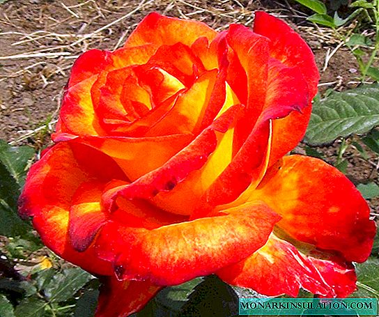 Rosa Circus (Circo) - características de la planta varietal