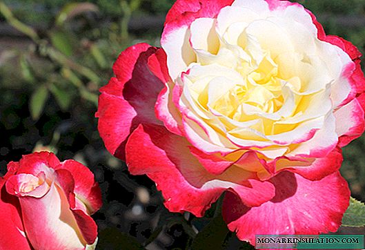 Rosa Double Delight - voksende prydbusker