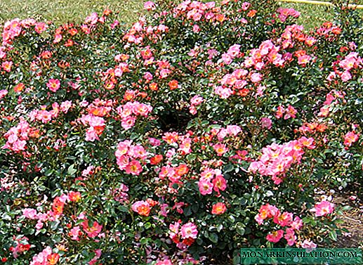 Rose Jazz (Jazz) - características de los arbustos varietales