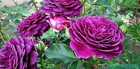 Rose Ebb Tide (Ebb Tide o Purple Eden) - plantación y cuidado