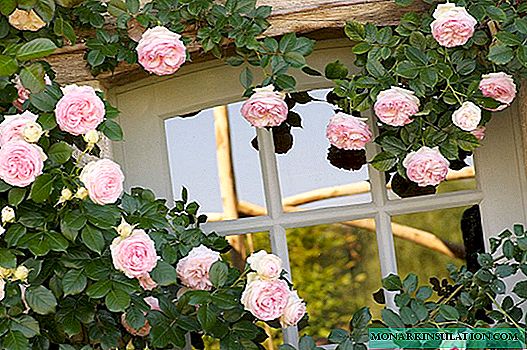 Rose Eden Rose (Eden Rose) - description and characteristics of the variety