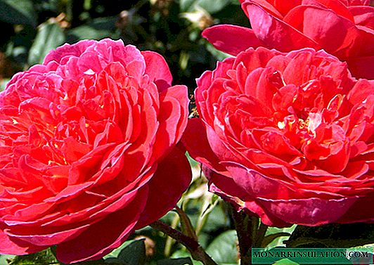 Rose Al Di Braithwaite - características del arbusto