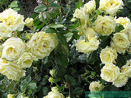 Rosa Elf (Elfe) - a description of the variety and its features