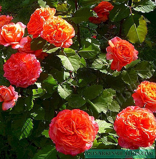 Rose Emilien Guillot (Emilien Guillot) - a description of the varietal shrub