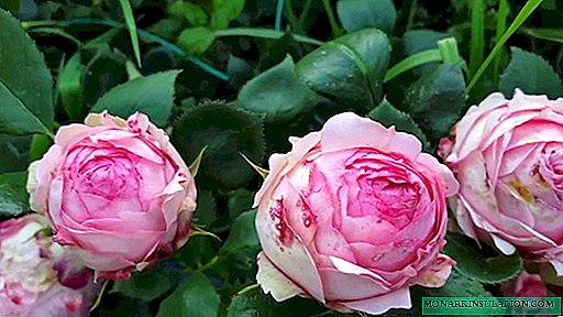 Rosa Primera Dama (Primera Dama) - características y descripción de la variedad