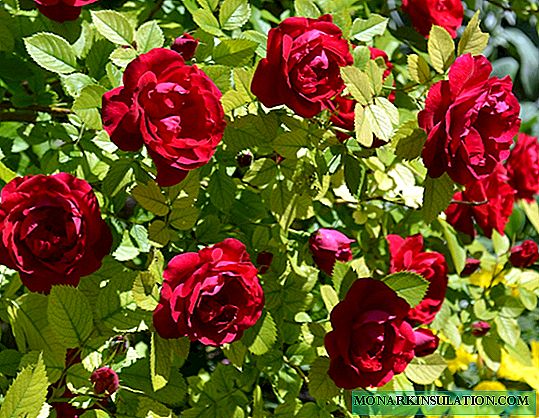 Rose Flammentanz - planten en verzorging, hoe te knippen na de bloei