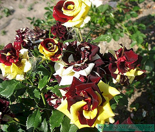 Rosa Focus pocus (Hocus pocus) - descripción del cultivo varietal