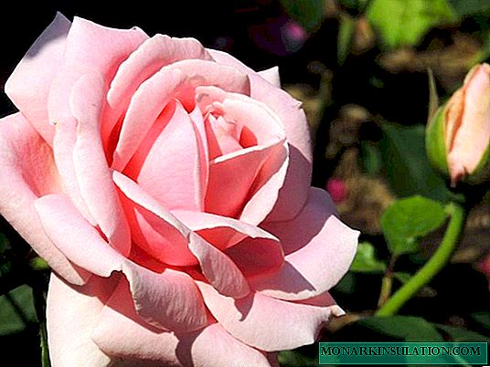 Rosa Frederic Mistral - karakteristik bunga