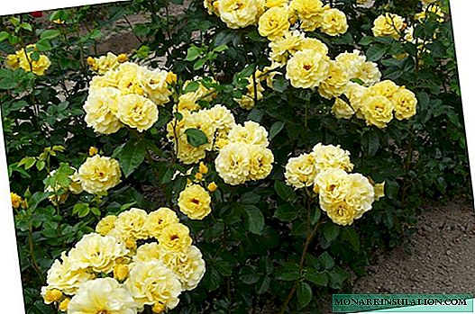 Rose Freesia (Frisia): cómo cuidar una planta varietal