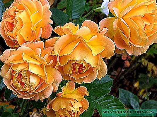 Rose Goldelse - kakšna je floribunda