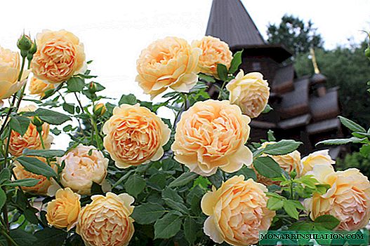 Rosa Golden Celebration (Golden Celebration) - penerangan pelbagai